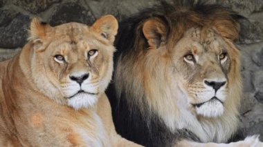 Görkemli aslan ve dişi aslan yavaş çekimde yan yana dinleniyor, kraliyet bağlarını yakalıyorlar.