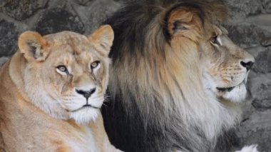 Aslan ve dişi aslan dinleniyor, yakın ve görkemli, sinematik ağır çekim detaylarıyla çekiliyor.
