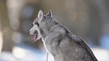 Karda Husky portresi, ağır çekim, mavi gözler, soğuk nefes, kış güzelliği