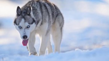 Karlı bir günde güçlü, sisli bir nefes 4K yavaş çekimde, büyüleyici mavi gözler