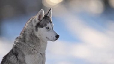 Mavi gözlü Husky, soğuk nefes, karlı sakin, 4K ağır çekim