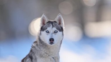 Mavi gözlü Husky, sisli nefes, karlı dinginlik, yumuşak odaklı yavaş çekim