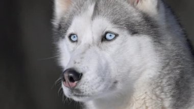 Keskin mavi gözlü, iri yarı, 4K yavaş çekim, kış doğası.