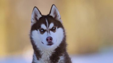 Kahverengi ve beyaz, mavi ve sarı gözlü, karda yakın plan, 4K yavaş çekim