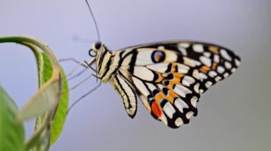 Yaprağın üzerine tünemiş kireç kelebeği, yakın çekim makrosu, 4K yavaş çekimde doğal olarak canlı bir arka planı var..