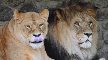 Aslan ve dişi aslanın portresi birlikte dinleniyor, huzur içinde ve ağırdan alarak 4K yapıyor.
