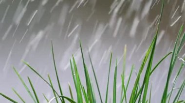 Kristal berraklığında yağmur damlaları çimenlere sıçrar, büyüleyici 4K yavaş çekim ile yakalanır.