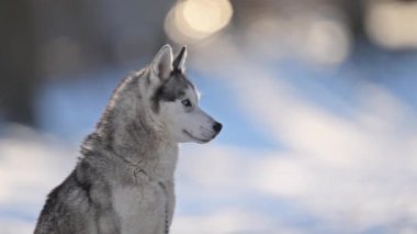 Karda büyüleyici mavi gözlü kurt, soğuk nefesli, yumuşak kış manzaralı