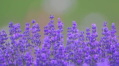 Yavaş çekimde lavanta. Arkası yemyeşil, yumuşak, rüya gibi bir bulanıklık yaratıyor.