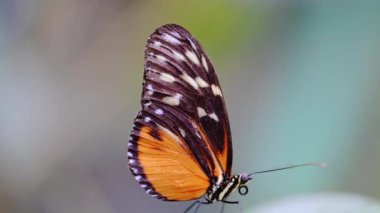 Hecale Longwing Kelebeği 'nin bir yaprağın üzerinde, sakin bir arka planı olan 4K yavaş çekimde.