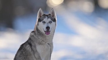 Karlı bulanık mavi gözlü, ağır çekimde nefes alan bir Husky..