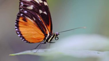 Hecale Longwing kelebeği bir yaprağa tünemiş, 4K görüntü
