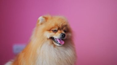 Sevimli Pomeranian Spitz yavaş çekimde yakalanan canlı pembe bir arka planda tımar etmeyi sever.