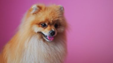 Bakım masasında oturan mutlu köpek..
