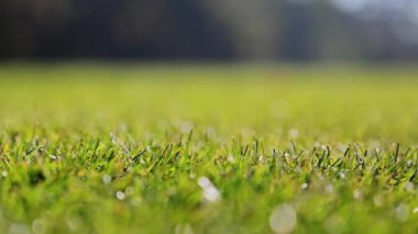 Parlak yeşil çimen yaprakları rüzgarda dans eder, futbol sahasında, 4K 'da yakalanır.