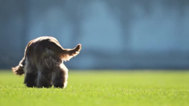 4K yavaş çekimde neşeli bir Spaniel neşeyle futbol sahasında koşuyor.