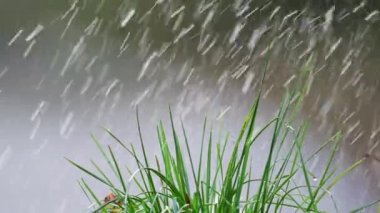 Yavaş çekim yağmur damlaları canlı yeşil çimenlere iniyor, sakin doğal bir an.