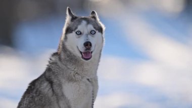 Karda mavi gözlü, sisli nefesli, sakin, yavaş çekim sahnesi olan iri yarı.