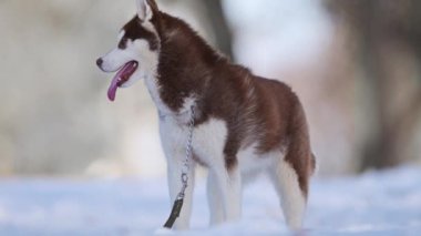 Kahverengi bir kurt köpeğinin karlı portresi, gözleri uyumsuz, 4K yavaş çekimde çekilmiş.