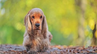 Renkli yapraklar üzerinde paslı İngiliz Spaniel, nazik hareketler, yeşil bulanık arkaplan