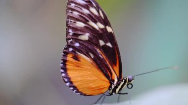 Hecale Longwing kelebeği bir yaprağa tünemiş, 4K görüntü.