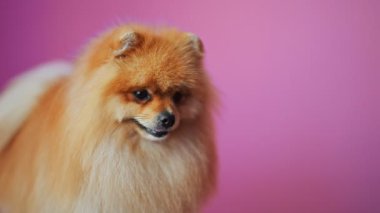 Tatlı kırmızı Pomeranian Spitz ağır çekimde 4K, pembe arka planda şakacı.