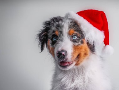 Avustralyalı bir çobanın gri arka planda Noel şapkalı portresi, neşeli ve şirin.