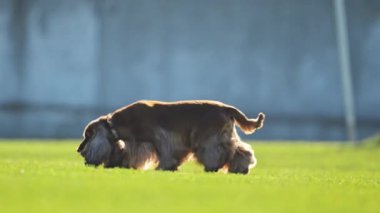 Yavaş çekimde yeşil bir futbol sahasında yarışan oyuncu Spaniel.
