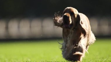 Sevimli Spaniel çimenlerin üzerinde 4 bin ağır çekimde neşeyle koşuyor.