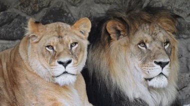 Aslan ve dişi aslan, 4K ağır çekimde yan yana oturup güç ve bağın vücut bulmuş halidir.