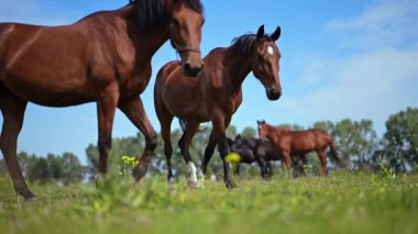 Yeşil bir çayırda otlayan atlar, açık mavi gökyüzünün altında duran bir körfez atı