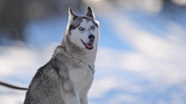 Karda delici mavi gözlü, yumuşak odaklı, yavaş çekim, kış soğuğu