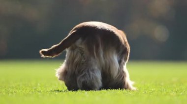 Mutlu kırmızı Spaniel sersemletici ağır çekimde yeşil bir alana çarpar.