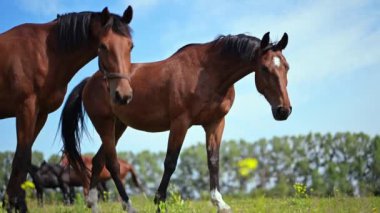 Güneşli bir yaz gününde yeşil bir tarlada diğer atlarla huzur içinde beslenen bir at.