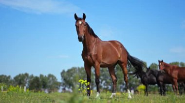 Bir yaz günü yemyeşil çayırlarda kafasını sallayan komik at.
