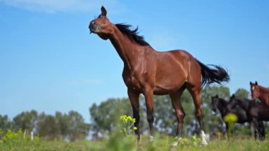 4K yavaş çekimde bir at yaz tarlasında kafasını sallıyor.