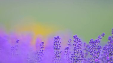 Lavanta yavaş çekimde sallanır yemyeşil bir arka planda, telefoto lensi ile çekilir.