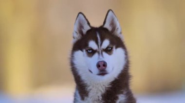 Kışın mavi ve sarı gözlü kahverengi-beyaz bir kurt köpeğinin portresi..
