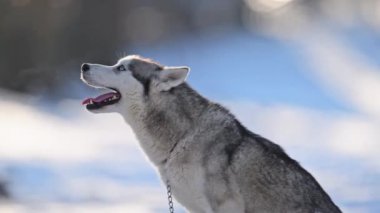 Mavi gözlü kurt, karla kaplı, sisli nefes, kış büyüsü yavaş çekimde