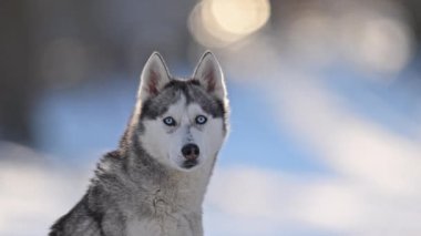 Karda iri yapılı, mavi gözlü, sakin kış portresi 4K yavaş çekimde.