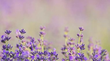 Lavanta yavaşça sallanıyor. Arkasında yemyeşil bir doğa var. 4K 'lık ağır çekimde çekilmiş.