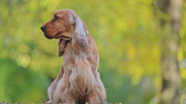 Altın İngiliz Spaniel sonbahar yapraklarında oturur, zarif hareket eder, arka planda yeşil bulanıklık