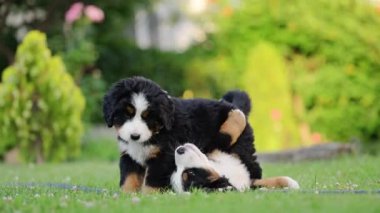 Şirin Bernese Dağ Köpeği yavruları taze yeşil çimlerde ağır çekimde eğleniyor.