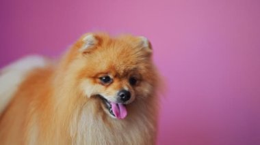 Pembe arka planda Pomeranian köpek portresi.