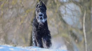 Siyah Schnauzer ağır çekimde portre, karlı kürk, 4K 'da oyuncu kış köpeği.