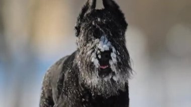 Karla kaplı siyah Schnauzer, kışın 4K yavaş çekim komik portresi
