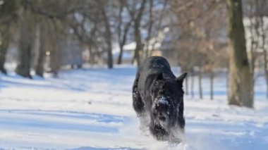 Siyah schnauzer karda oynuyor, tüyleri pullarla kaplı, neşeli ve sevimli ağır çekimde.