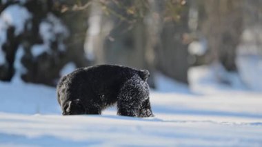 Siyah schnauzer neşeyle oynuyor, kürke yapışan kar, 4K 'deki komik kış anları.