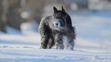 Sevimli schnauzer karlı arazide koşuyor, kürkü karla kaplı, neşeli ve eğlenceli