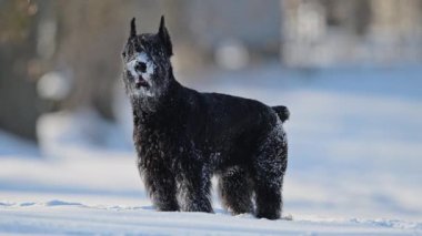 Siyah schnauzer karda neşeyle oynuyor, karla kaplı kürk, komik ve şirin 4K ile.